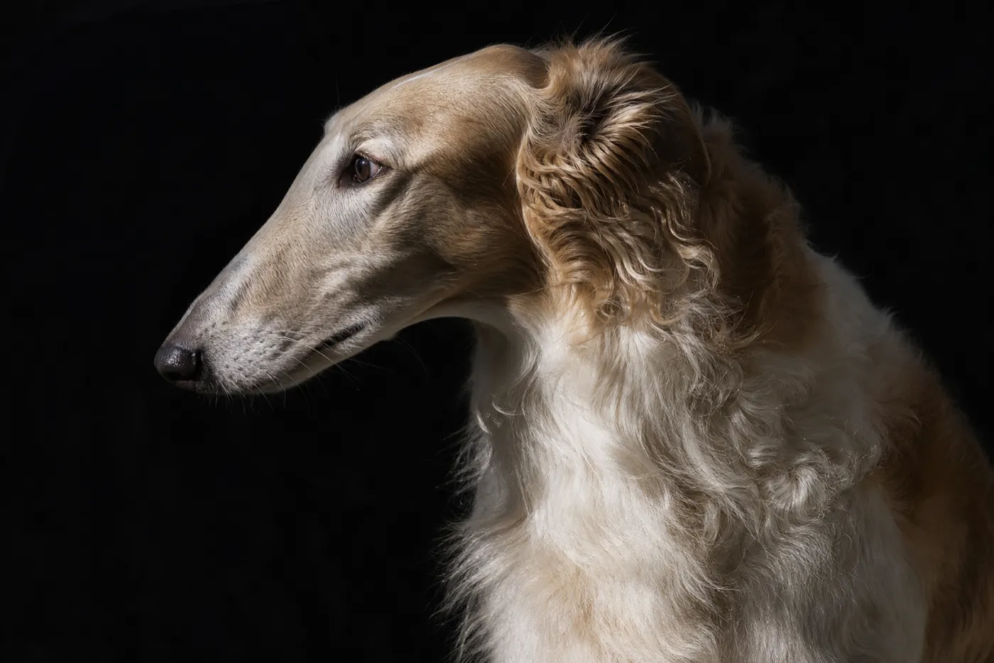 Barzoï, lévrier russe au long poil crème et fauve, tête fine et allongée vue de profil sur fond sombre.