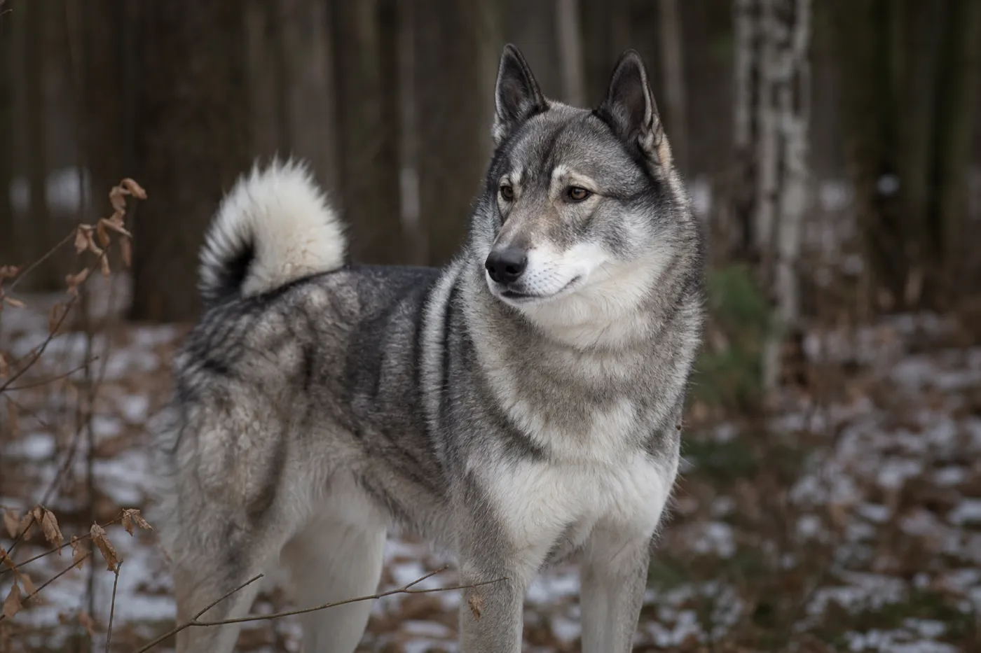 Laïka de Sibérie occidentale, spitz de chasse au pelage gris, oreilles dressées, dans une forêt enneigée.