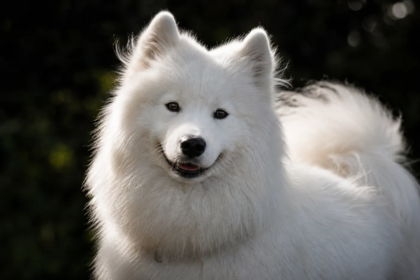 Samoyède, spitz nordique à l’épaisse fourrure blanche et au museau souriant caractéristique.